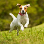 COLLAR NARBONA AZUL ACERO PT-002A ( PT-002 - PT002 -  ) - Imagen 3